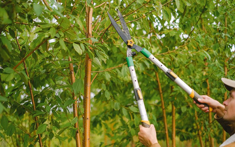 Tree trimming in Heppner, OR